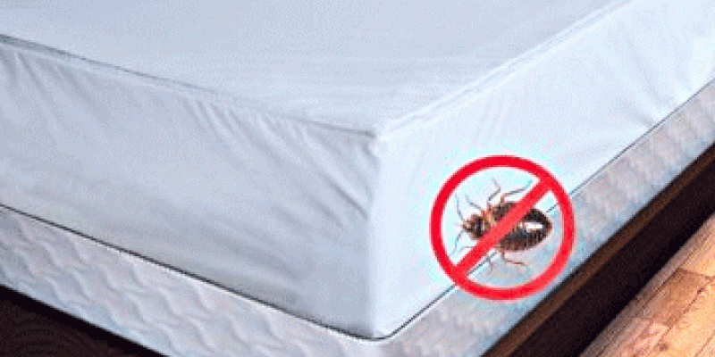 Up close of bed bug on mattress. Interstate Pest Management serving Portland OR & Vancouver WA talks about how to not bring bed bugs home.