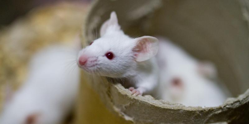 White rat inside cardboard. Interstate Pest Management serving Portland OR & Vancouver WA talks about rats.
