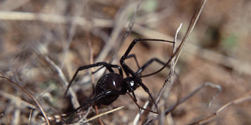 Up close image of a black widow. Interstate Pest Management serving Portland OR & Vancouver WA talks about black widows.