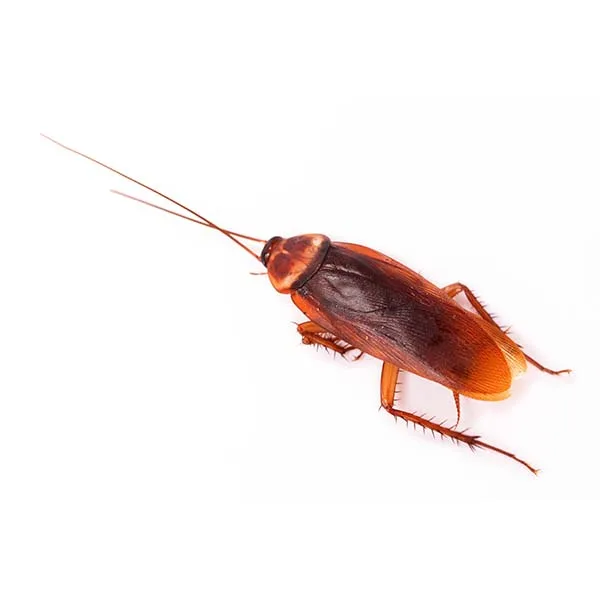 American cockroach, large reddish-brown roach