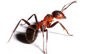 Ant prevention tips in Portland - Vancouver - Longview - Kelso