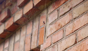 Are Spiders Dangerous in Portland OR- Vancouver - Longview - Kelso WA