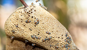 Bee Wasp Hornet Nest Removal in Portland OR - Vancouver - Longview - Kelso WA