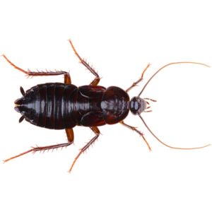 Brown Banded Cockroach