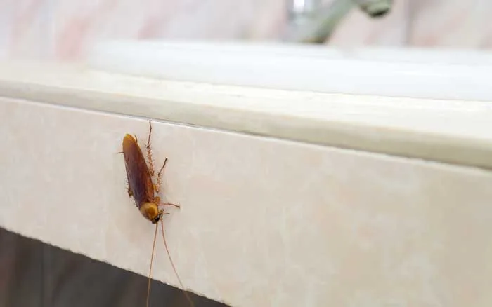 Cockroach removal