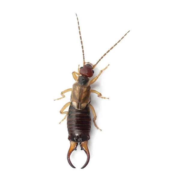 Earwig with pincers — common PNW nuisance pest