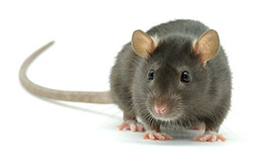 General Rodent Information in Portland OR- Vancouver - Longview - Kelso WA