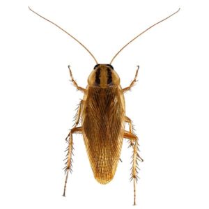 German Cockroach