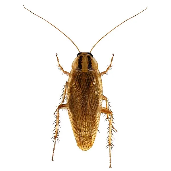 German cockroach, small tan roach with two dark stripes