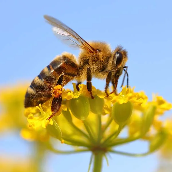 Honeybee on flower — protected pollinator relocated by Interstate Pest