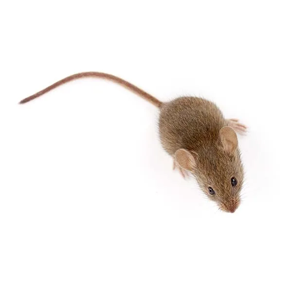 House mouse, a small gray-brown rodent, in a Pacific Northwest home