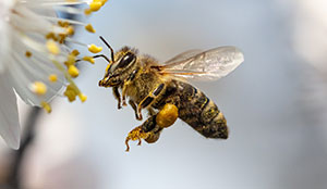 Identifying when you have a bee issue in Portland OR - Vancouver - Longview - Kelso WA