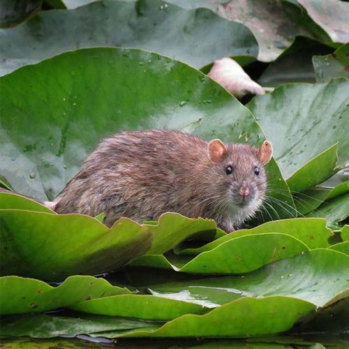 Norway Rats Rodents Interstate Pest Management