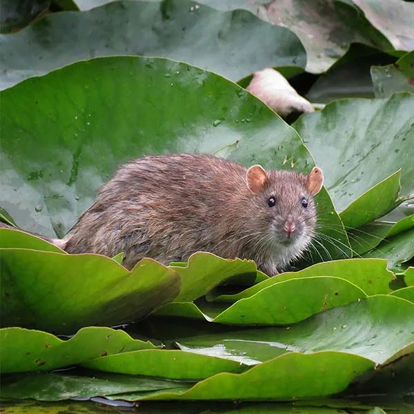 Norway rat, a large brown rat with a blunt nose and short tail