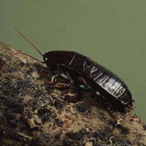 Oriental Cockroach