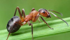 Residental Pest Conrol Kelo WA Vancouver WA and Portland OR