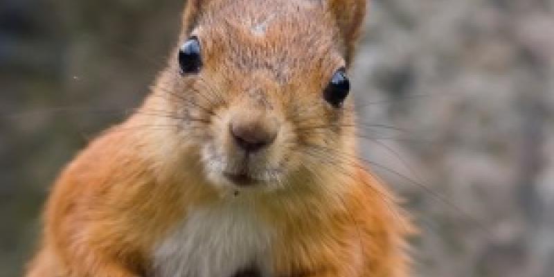 Up close image of a squirrel. Interstate Pest Management serving Portland OR and Vancouver WA talks about Portland rodent control for squirrels.