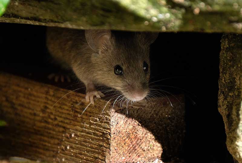 Rodents - Rats & Mice Exterminators
