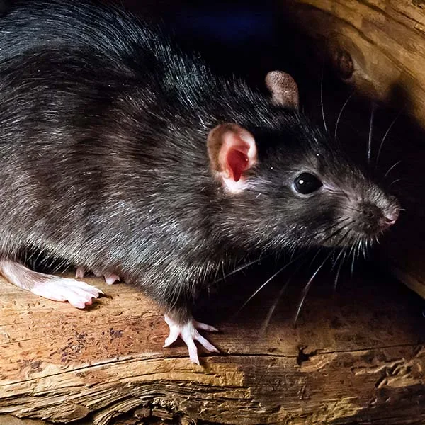 Roof rat, sleek dark rat with large ears and long tail