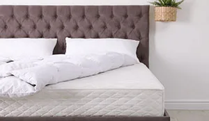Signs symptoms of bed bugs in Portland - Vancouver - Longview - Kelso