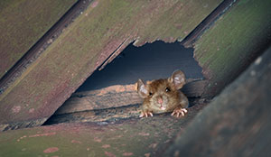 Signs You have a Rodent Infestation in Portland OR- Vancouver - Longview - Kelso WA