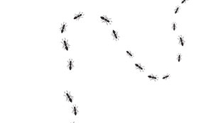 signs of an ant infestation in Portland - Vancouver - Longview - Kelso