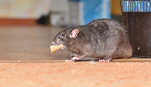 the dangers of rodents in Portland OR- Vancouver - Longview - Kelso WA