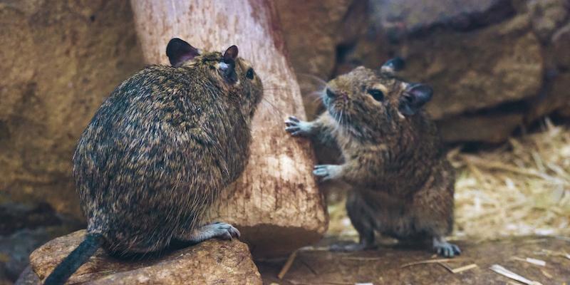 Two rodents outside. Interstate Pest Management serving Portland OR & Vancouver WA talks about What To Do If You Have A Rodent Problem.