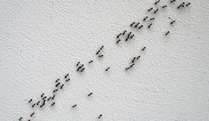 When to call an ant exterminator in Portland - Vancouver - Longview - Kelso