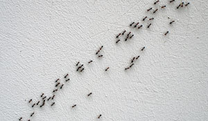 Ant Control Services