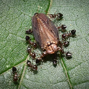 Acrobat ant (Crematogaster) close-up showing the signature heart-shaped abdomen raised in defensive posture, common in damp wood across Oregon and Washington homes