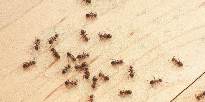Ants in kitchen. Interstate Pest Management serving Portland OR & Vancouver WA talks about the ants go marching one by one hurrah, hurrah.