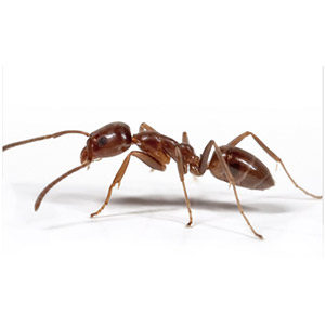 Close up of Argentine Ant. Interstate Pest Management serving Portland OR & Vancouver WA talks about 8 Facts Wikipedia Won’t Tell You about Argentine Ants.