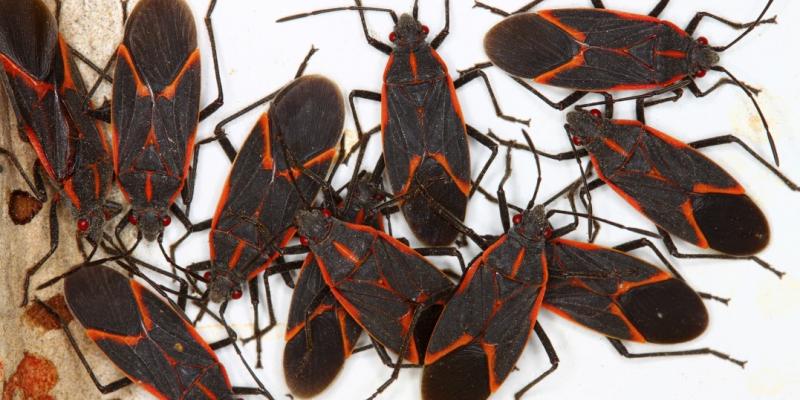 Group of boxelder bugs. Interstate Pest Management serving Portland OR & Vancouver WA talks about box elder bugs and how to not let them get comfortable.