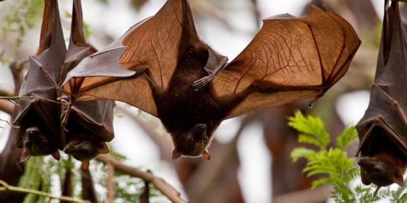 Bats in a tree. Interstate Pest Management serving Portland OR & Vancouver WA talks about how to keep bats outdoors.