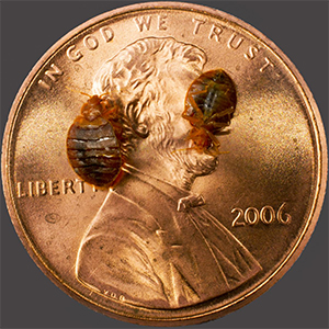 Close up of Bed Bugs to scale with a penny. Interstate Pest Management serving Portland OR & Vancouver WA talks about 8 Facts Wikipedia Won’t Tell You about Bed Bugs.