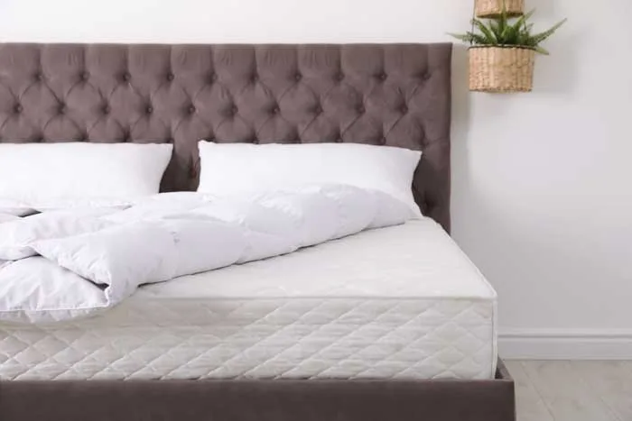 bed bugs 2