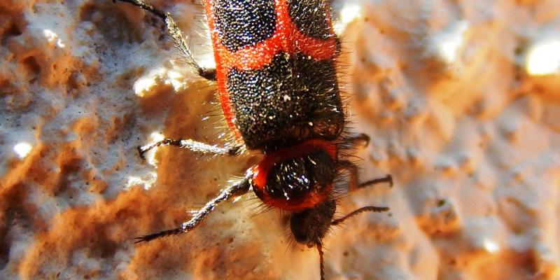Up close image of a box elder bug. Interstate Pest Management serving Portland OR & Vancouver WA talks about six freaky facts about box elder bugs.