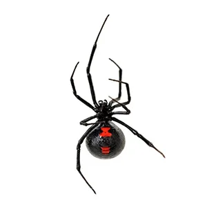 Black widow spider showing red hourglass marking — only medically significant spider in Pacific Northwest