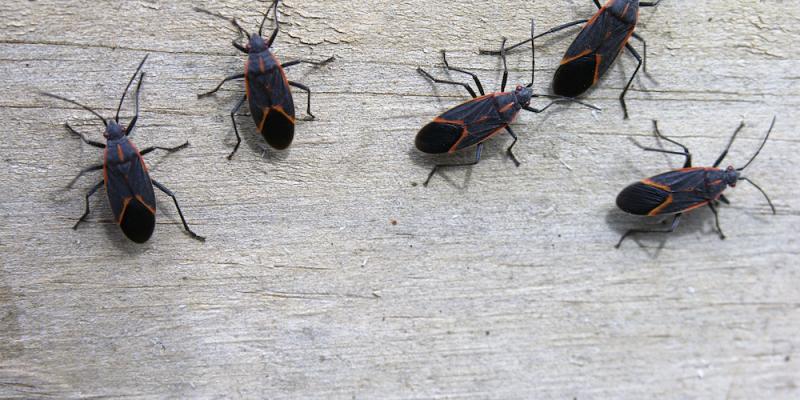 Group of boxelder bugs. Interstate Pest Management serving Portland OR & Vancouver WA talks about pests common to the Pacific Northwest.