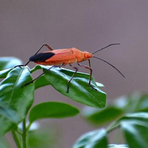 Close up of a Boxelder bug. Interstate Pest Management serving Portland OR & Vancouver WA talks about 8 Facts Wikipedia Won’t Tell You about Boxelder Bugs.