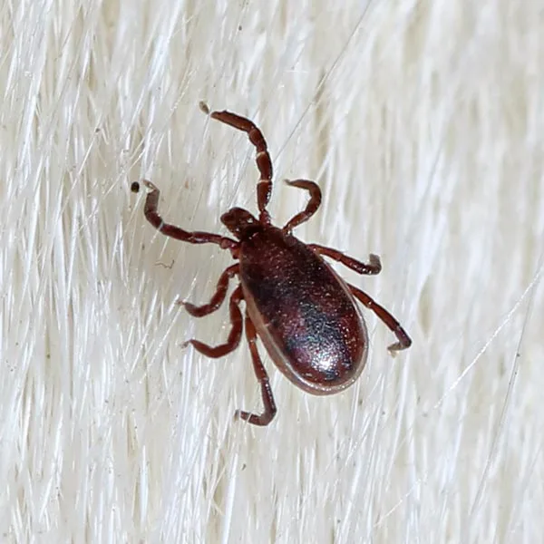 Brown Dog Ticks