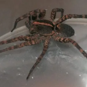 Carolina Wolf Spiders