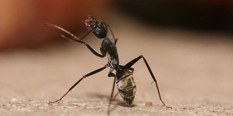 Up close image of an ant. Interstate Pest Management serving Portland OR & Vancouver WA talks about 8 Facts Wikipedia Won’t Tell You about Carpenter Ants.