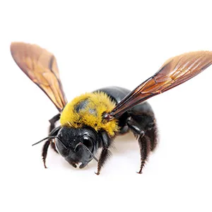 Carpenter bee with shiny black abdomen — wood-boring bumble-bee look-alike