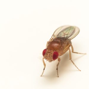 common red-eyed fruit fly