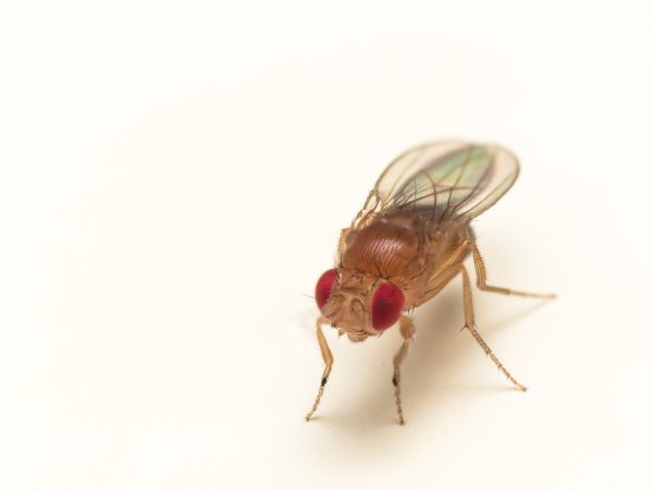 common red-eyed fruit fly
