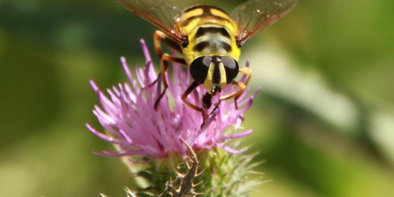 UP close image of a bee on a flower. Interstate Pest Management talks about bees and wasps.