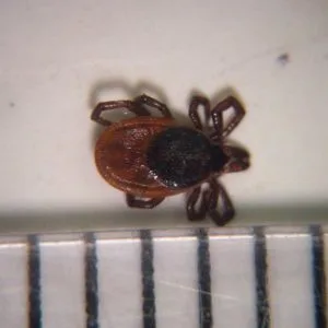 Deer Ticks