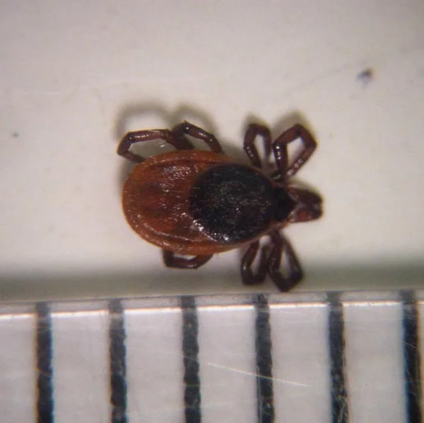 Deer Ticks